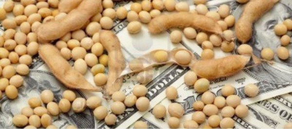 Los porotos de la soja, frutos del "yuyito" vegetal y su conversión a verdes...