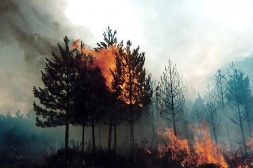 Los árboles mueren de pie. Y por las llamas del calor y las sequías.