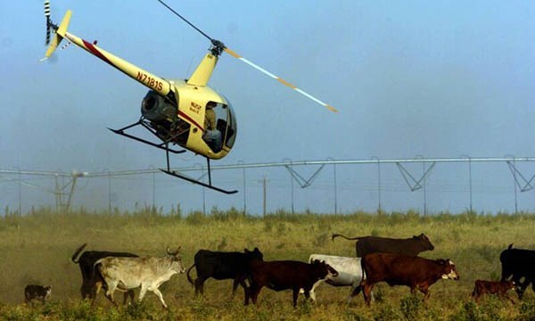 Algo así. Una postal de cómo se arrean animales con helicópteros.