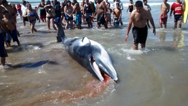 El animal apareció en la orilla y provocó conmoción en los turistas que estaban allí. (foto: 0223).