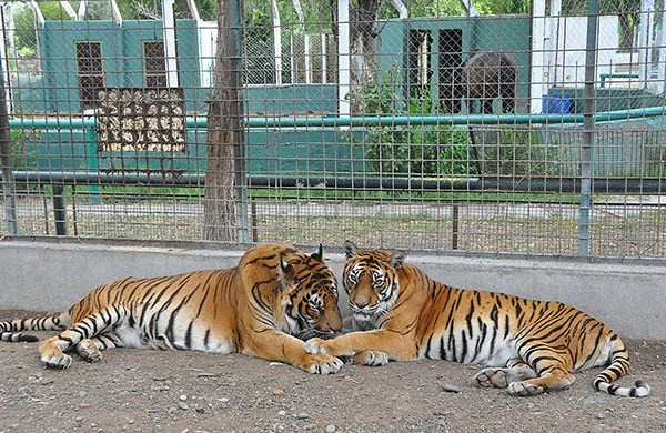 El Zoológico de Rawson se caracterizó por sus especies exóticas, como por ejemplo tres tigres de Bengala.