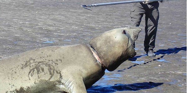 Acción. La correa cortaba el cuello del elefante marino. Debió ser extraídacon una herramienta.