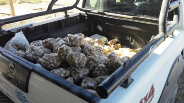 El producto era trasladado en una camioneta de forma ilegal.