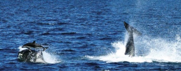Registro. Repitiendo el comportamiento de la hembra “Maga”, su cría levantó por el aire a un delfín oscuro. De acuerdo a lo observado se supone que la técnica se enseña.