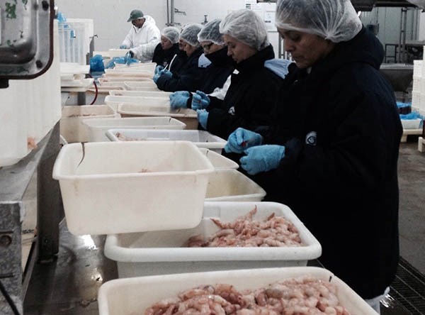 Los primeros en ingresar ya están procesando la materia prima.