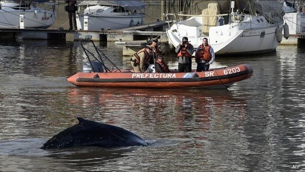 La ballena apareció por sorpresa nadando en Puerto Madero, en pleno Buenos Aires.