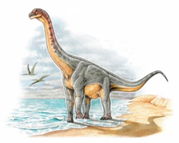 Restos. Los fósiles permitieron la reconstrucción del Padillasaurus.
