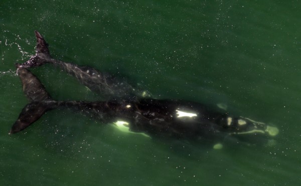 "Gasparín", una ballena que fue vista luego de una década (foto ICB)