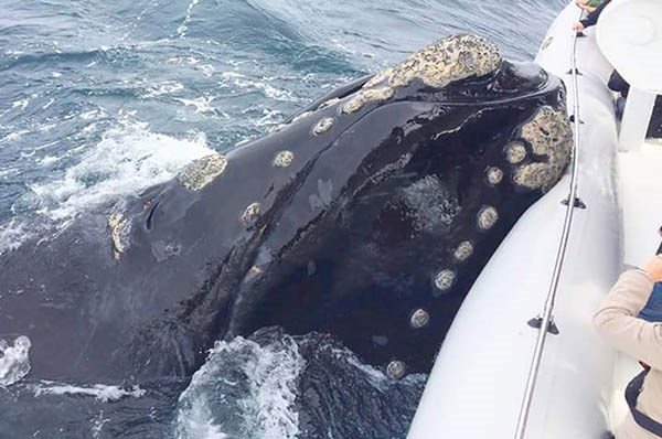La ballena se posó sobre el pontón de la embarcación y luego se fue.