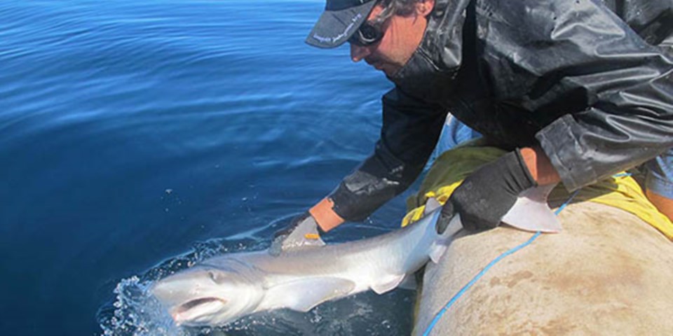 El estudio se realizó a través de entrevistas y seguimientos a pescadores del litoral marítimo argentino.