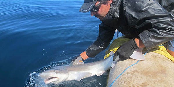 El estudio se realizó a través de entrevistas y seguimientos a pescadores del litoral marítimo argentino.