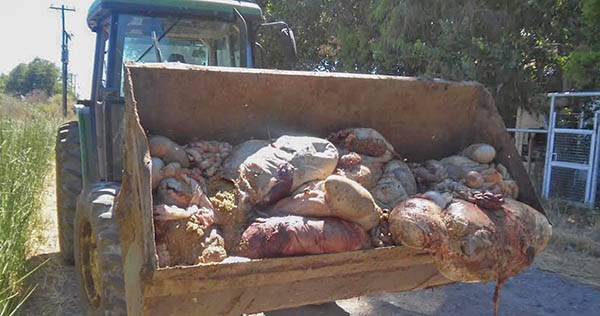 Un tractor cargó con una pala los restos que los delincuentes dejaron luego de faenar los novillos. 