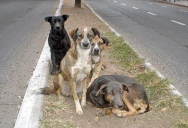 Un estudio concluyó que en las calles de Río Cuarto se encontraban 5.558 perros. (Archivo).