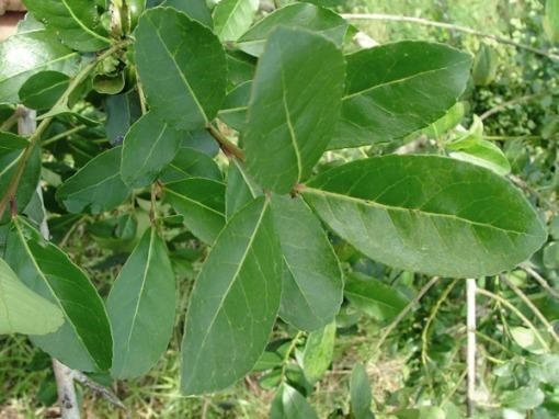Ilex Paraguariensis (yerba mate), compañera de las mañanas y tardes argentinas, más allá de la marca comercial que cada uno prefiera.