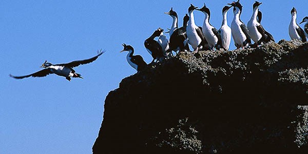La charla de apertura estará dedicada a “Las aves en Península Valdés” y será dictada por Alejandro Gatto.