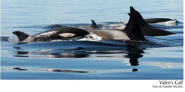 “Emyr” es una cría macho, hijo de la orca “Valen”.