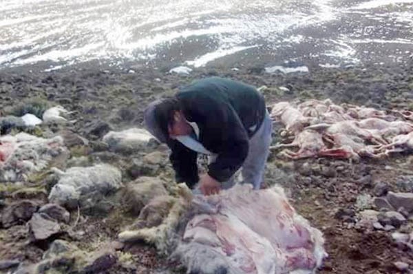 Los productores encontraron animales tapados por la nieve que se acumula en algunos sectores.