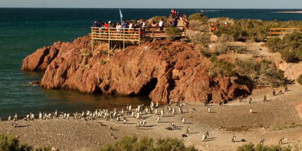 Se realizó una reunión para coordinar y ultimar detalles de la apertura al público de la pingüinera.