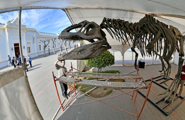 Operarios del Gobierno provincial instalando la inmensa réplica del dinosaurio que se exhibe desde hoy.