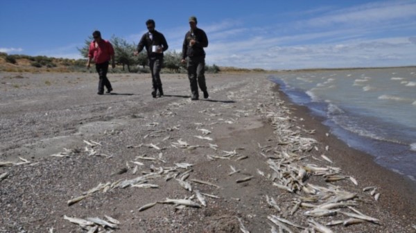 Extraña mortandad de peces en Jacobacci (foto Diario Río Negro)