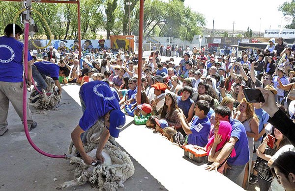 Expertos. Una postal de la competición para elegir a los mejores esquiladores de la provincia en Río Mayo. 