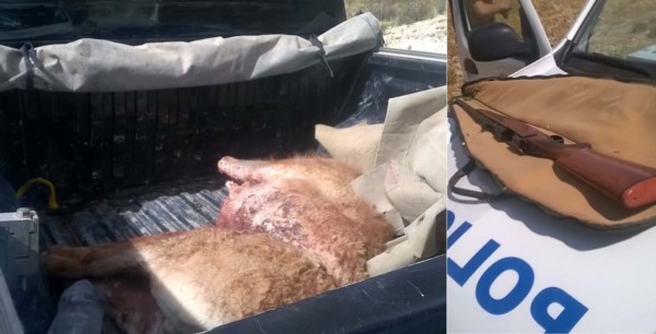 Prueba. El animal autóctono con una herida en la zona del espinazo con un fusil calibre 308.