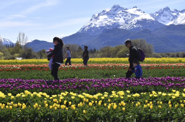 Los campos de tulipanes en las cercanías de Trevelin le dan un matiz muy especial a la cordillera chubutense.