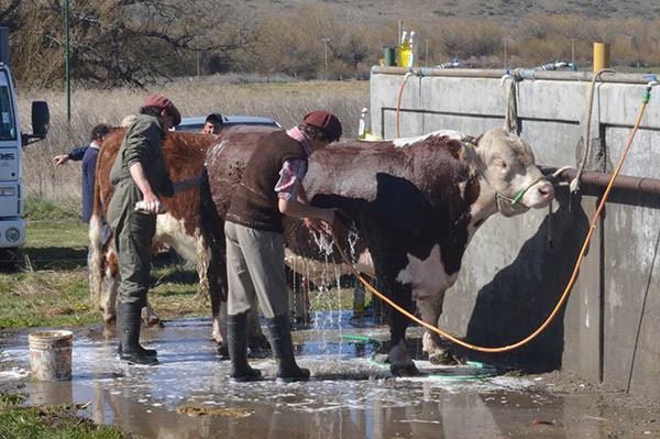 Se ultiman detalles organizativos de la 40ª Exposición Bovina y 1er. Encuentro de Caballos en Esquel.