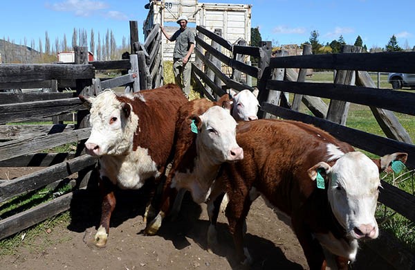 Ayer fue el día del ingreso de animales bovinos al predio de la rural, con labor del Jurado de Admisión.