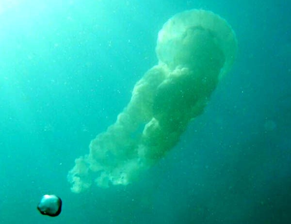 Hace 15 días se observa una gran cantidad de medusas en el Golfo Nuevo.