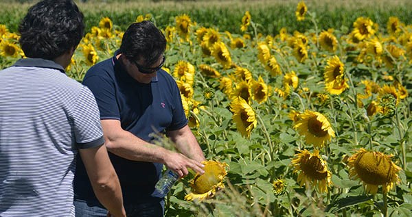 La siembra experimental de girasol con el que ya se piensa hacer biocombustible en un futuro cercano.