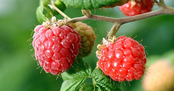Buscan robustecer las condiciones para abrir mercados para la fruta fina.