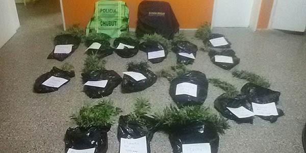 Las plantas de cannabis sativa incautadas por la Policía  de un establecimiento de Telsen sin moradores.