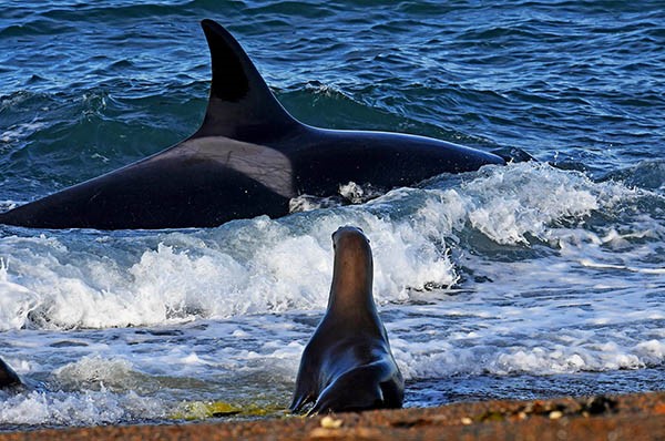 Daniel Feldman, fotógrafo de Jornada, es uno de los especialistas en retratar este espectáculo natural.