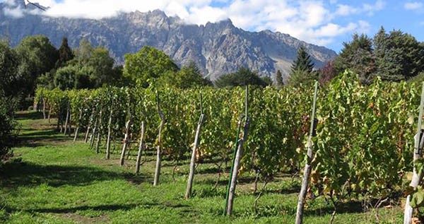 El proyecto prevé un recorrido que unirá viñedos y bodegas ubicadas en tres regiones turísticas.