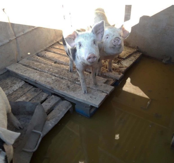 Encerrado. Algunos porcinos fueron salvados a duras penas por los productores del sur chubutense. 