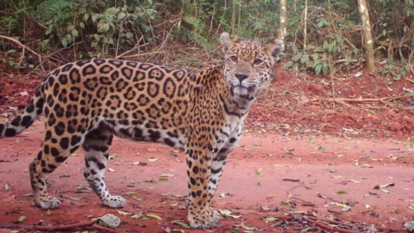 Los relevamientos científicos indican que quedan apenas 65 yaguaretés en Misiones. FOTO: Gentileza Proyecto Yaguareté.