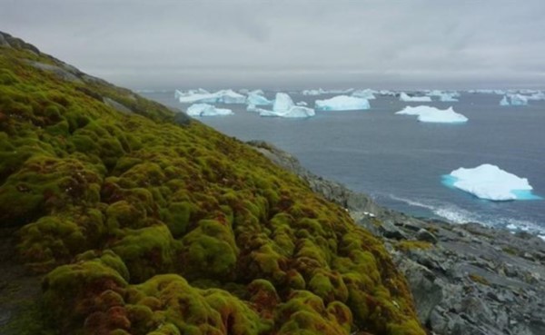 Un clima más cálido es el responsable que la Antártida cada vez esté más verde.