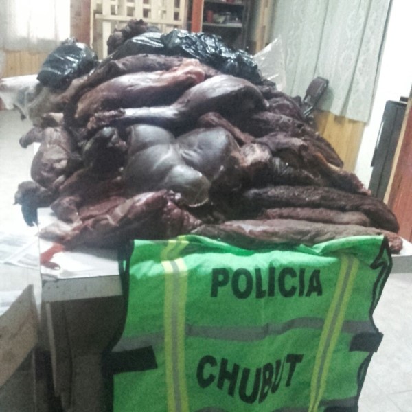 La carne era transportada en tres vehículos (imagen @JefPolicia)