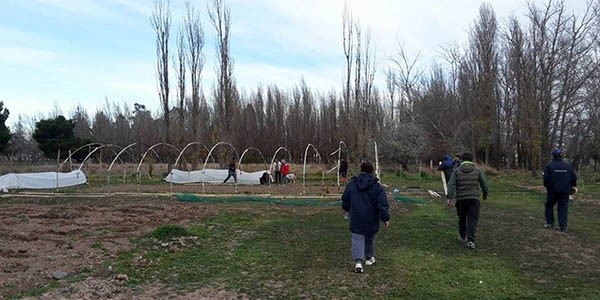 La Cooperativa frutihortícola “Bartolina Sissa” avanza en las  tareas de finalización de un invernáculo.