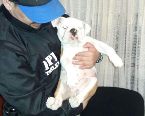 Uno de los casos fue el de un cachorro de 4 meses que lo halló Policía.