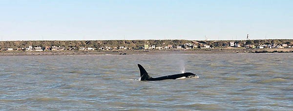 Paola, Marcelo, Eric y María Eugenia fueron los turistas a quienes les tocó ver de cerca las orcas y retrataron el fabuloso momento.