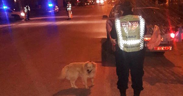 En Gaiman también trabajó personal de la Policía Montada. Se operó en los accesos y vías principales.