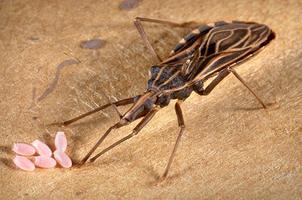 El Chagas afecta al corazón y al aparato digestivo, y es transmitido por un insecto.