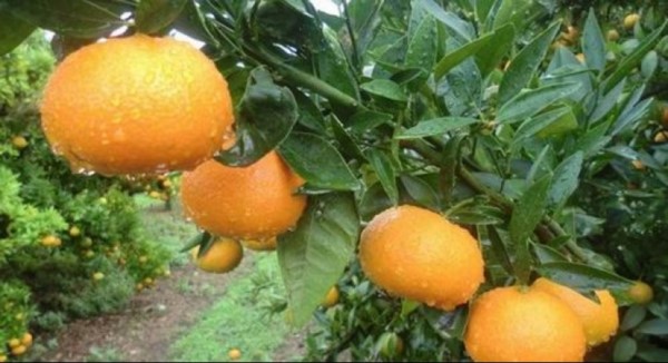 La niña entró junto a su hermano en una quinta donde había plantaciones de cítricos que habrían sido fumigadas con plaguicidas. Comió una mandarina y se descompensó.