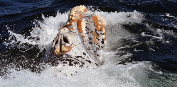Las ballenas francas tienen en sus cabezas un patrón de callosidades único en cada individuo y que se mantiene durante toda su vida.