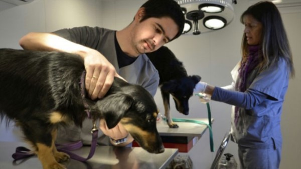 A partir de 2011 se evidenció un incremento en la cantidad de adolescentes interesados en estudiar veterinaria.
