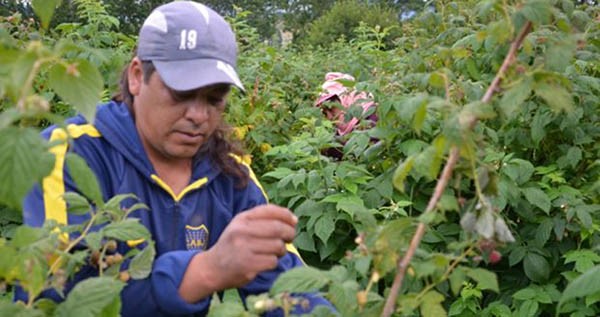 Eduardo Medina fue el cosechero que sumó mayor puntaje en relación, rendimiento y calidad de fruta.