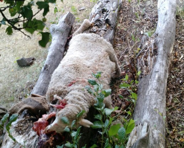Los corderos fueron hallados faenados y se aprehendió a un sujeto.