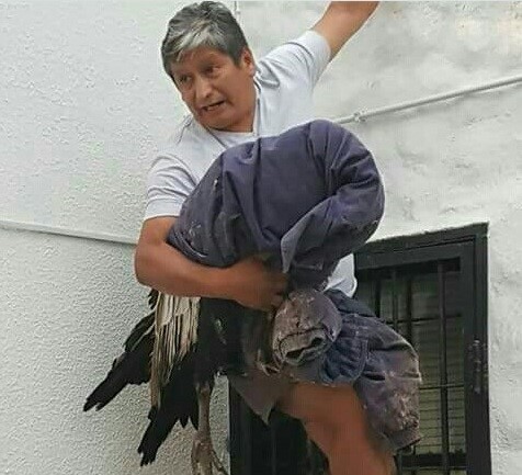 : Jorge Ruiz en el momento que sacan el cóndor del patio donde había caído